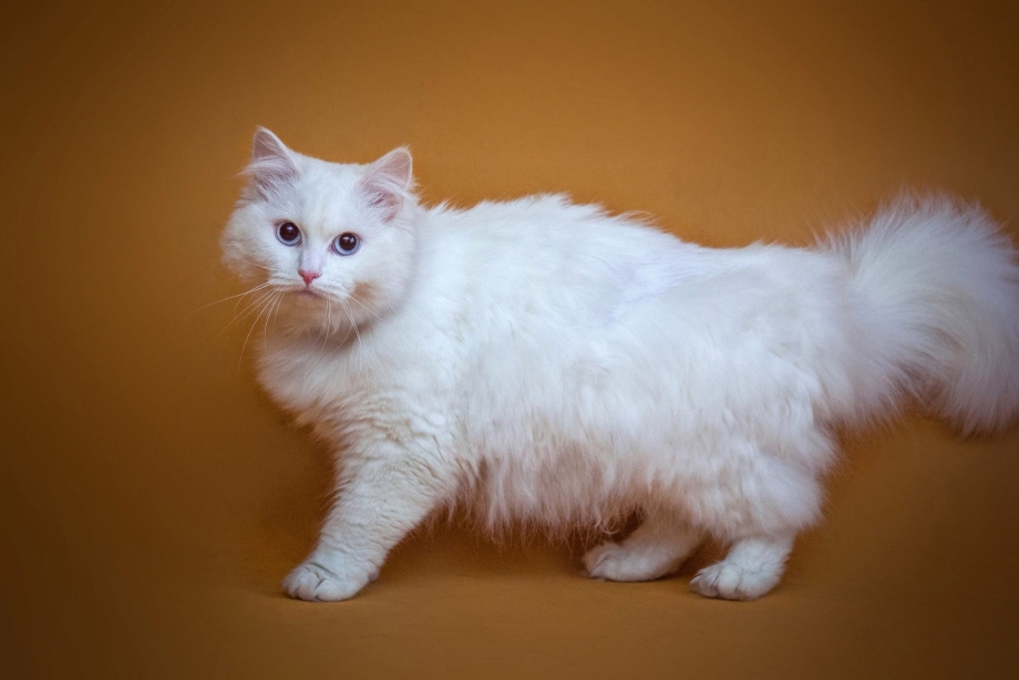 Персидская ангора кошка