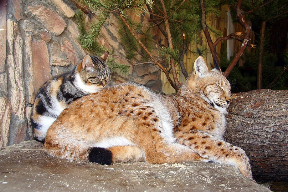 Кошка Дуся Ленинградский зоопарк