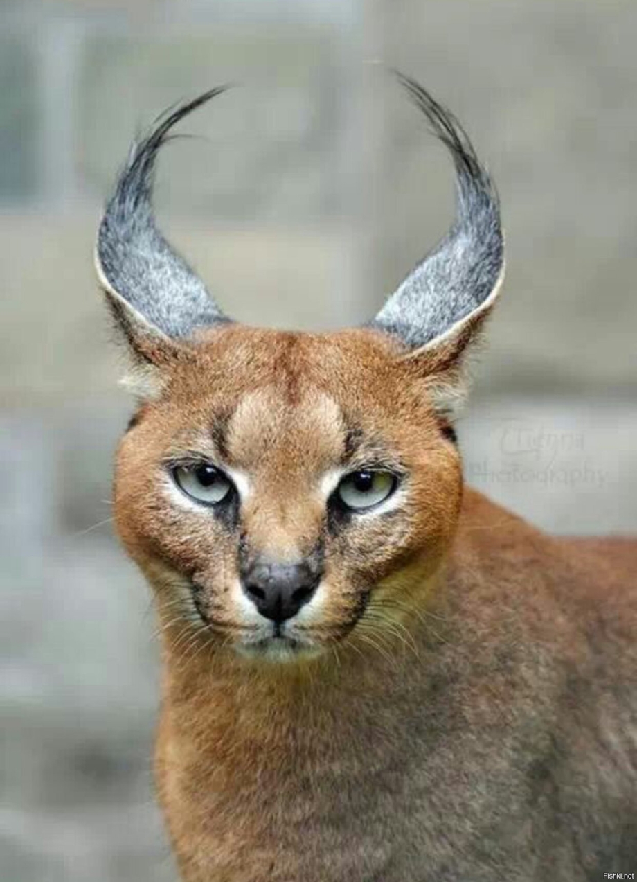Каракал кошка