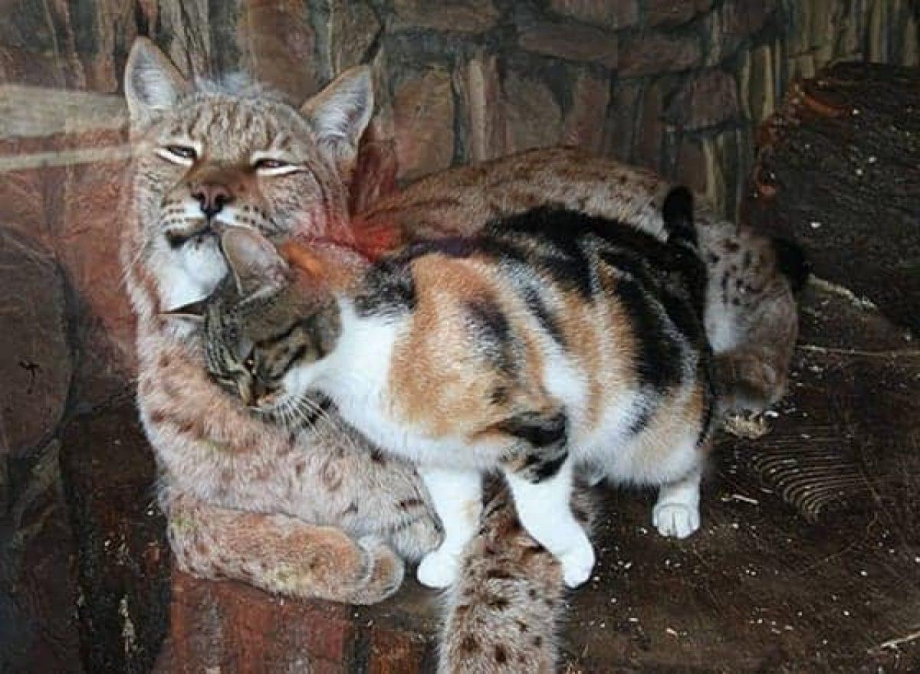 Кошка Дуся из Ленинградского зоопарка