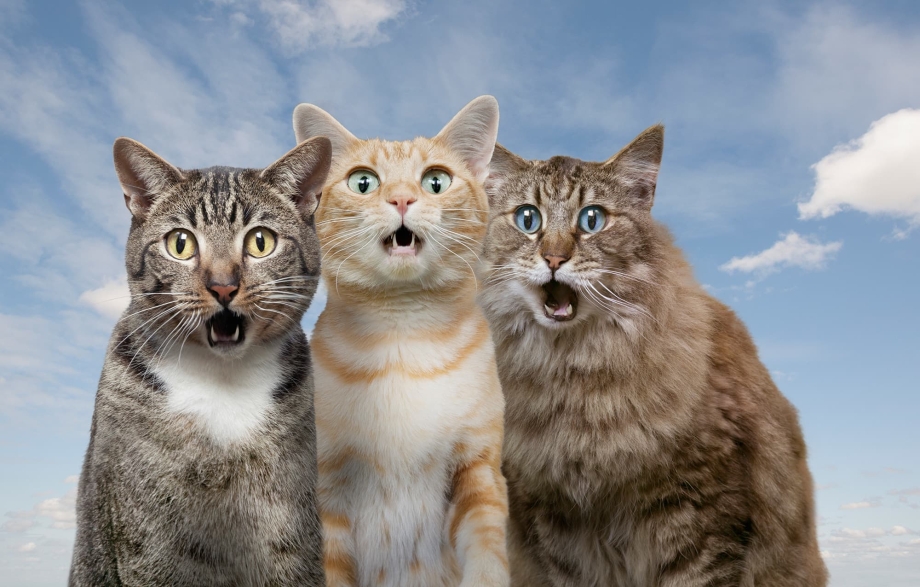 Смешные коты на белом фоне