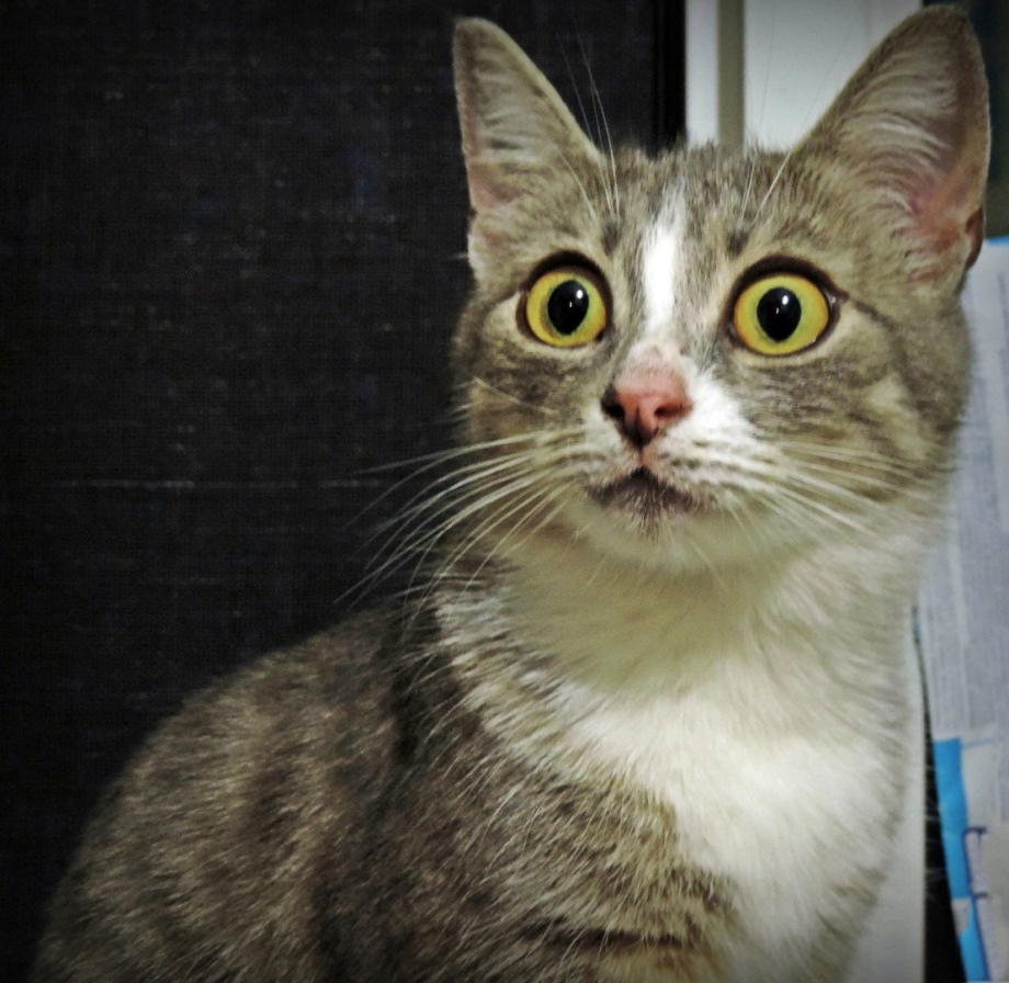 Удивление котик