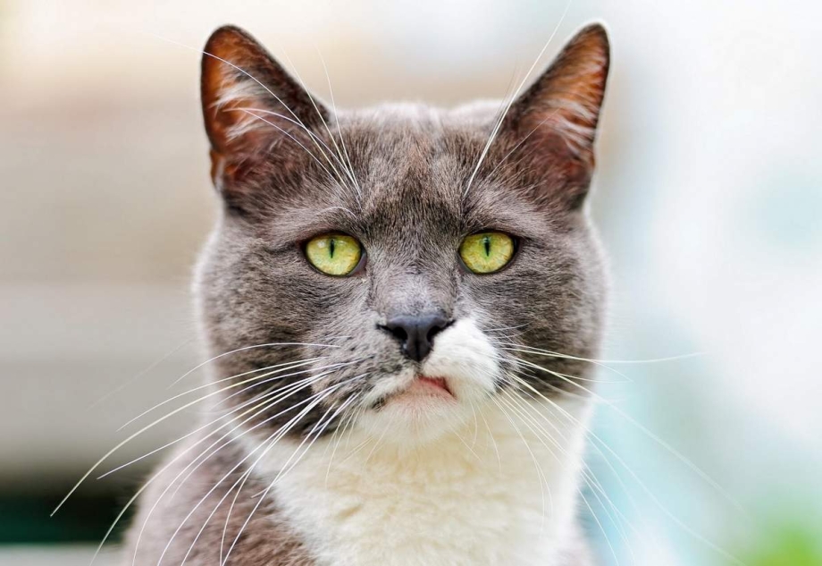 Удивленная морда кота