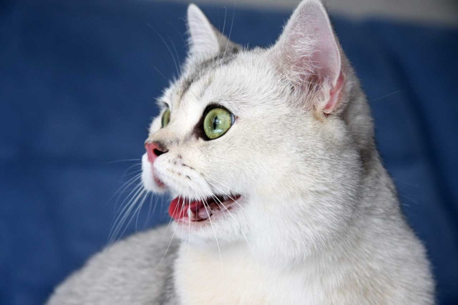 Кошка с открытым ртом