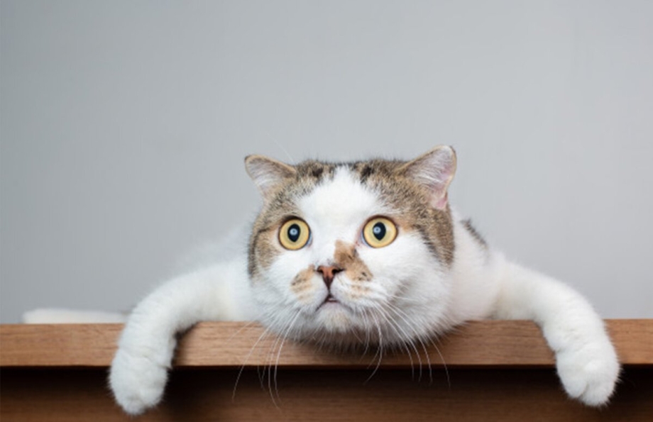Знатоки кошек