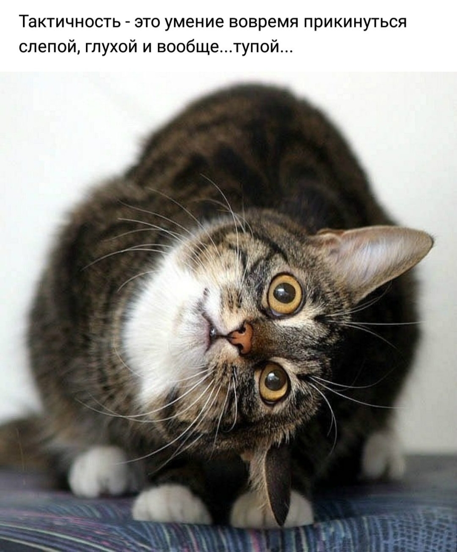 Удивленный кот