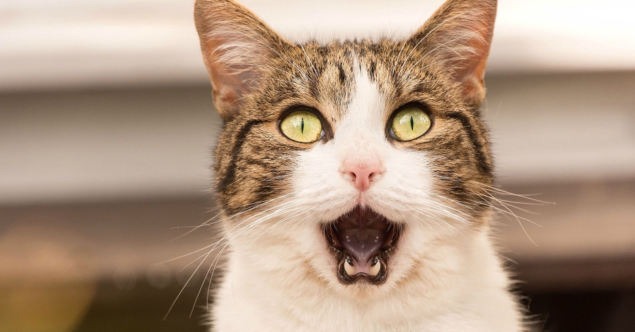 Удивленный котэ