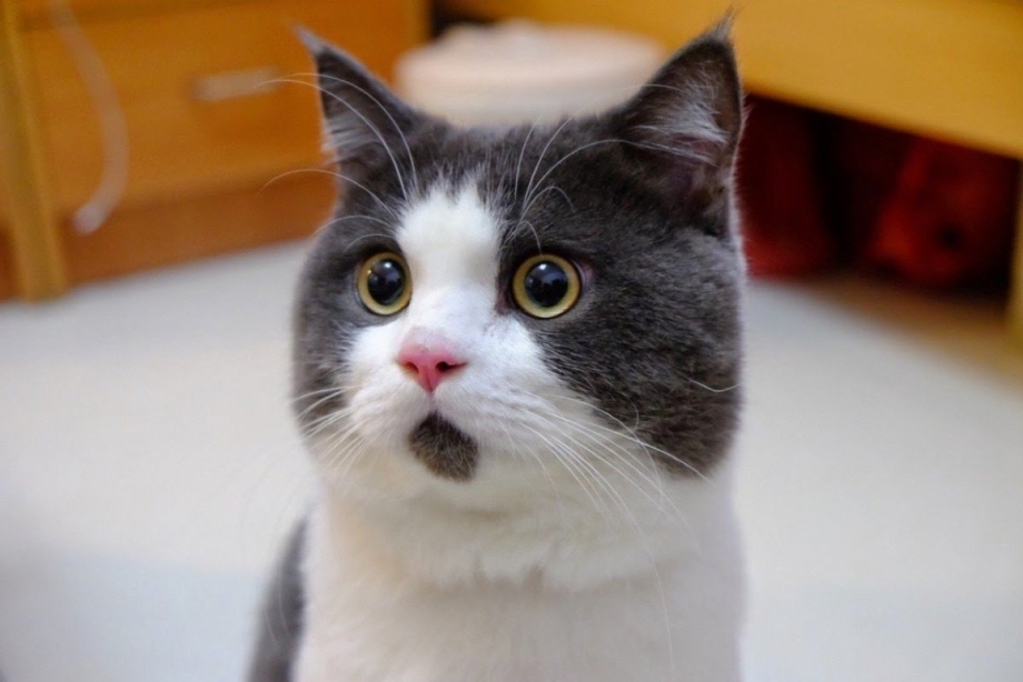 Котенок удивлен