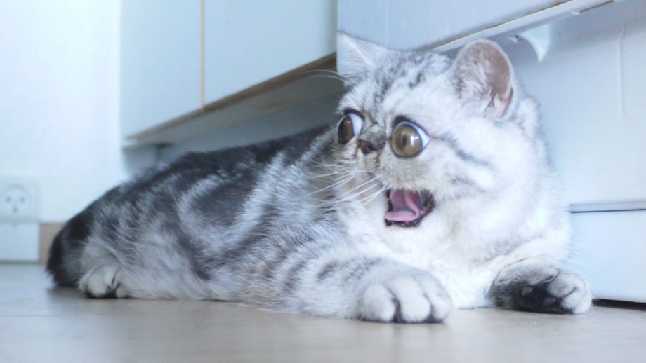 Удивленный кот Герман