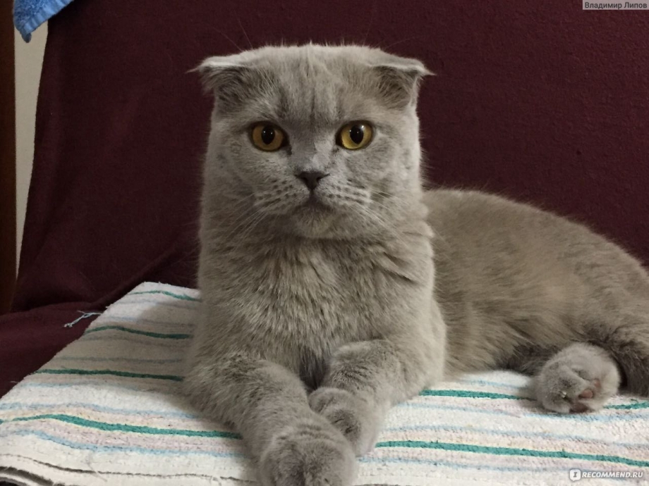 Уши у шотландских вислоухих кошек