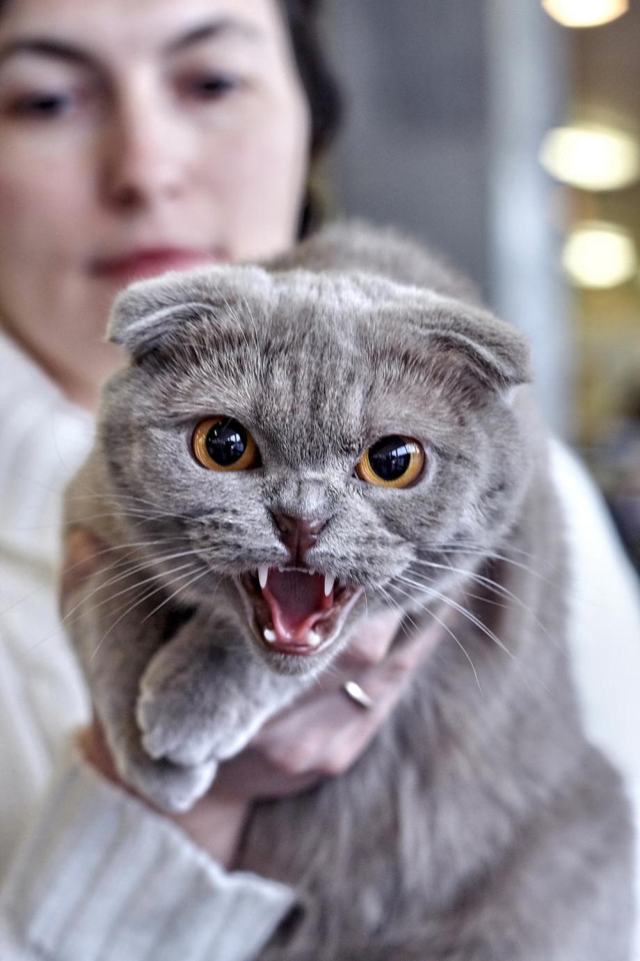 Злой вислоухий кот
