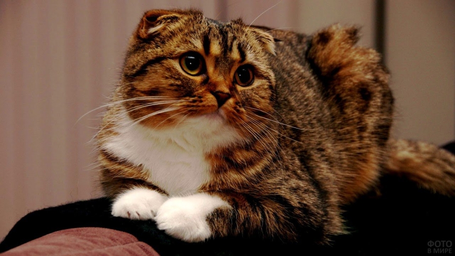 Европейский короткошерстный вислоухий кот