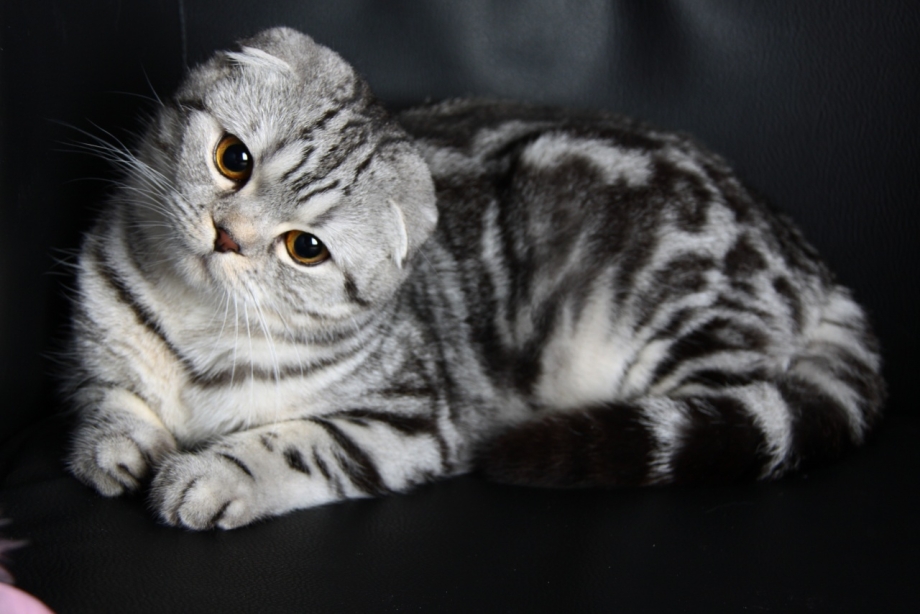 Шотландская кошка вислоухая бабочка