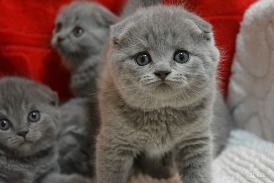 Уши у вислоухих котят