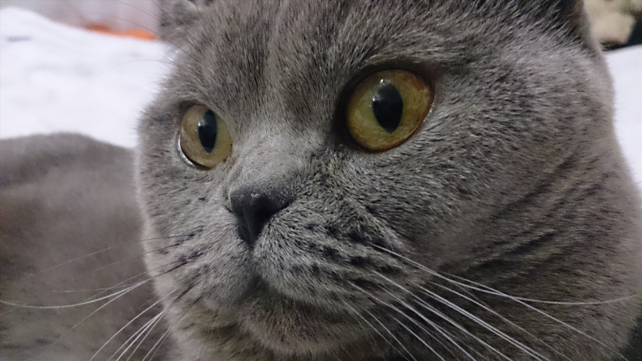 Шотландка кошка прямые уши