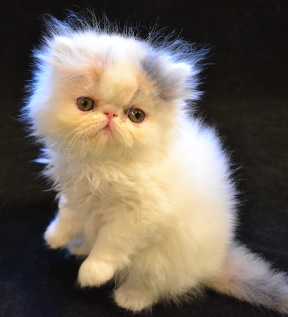 Персидский кот