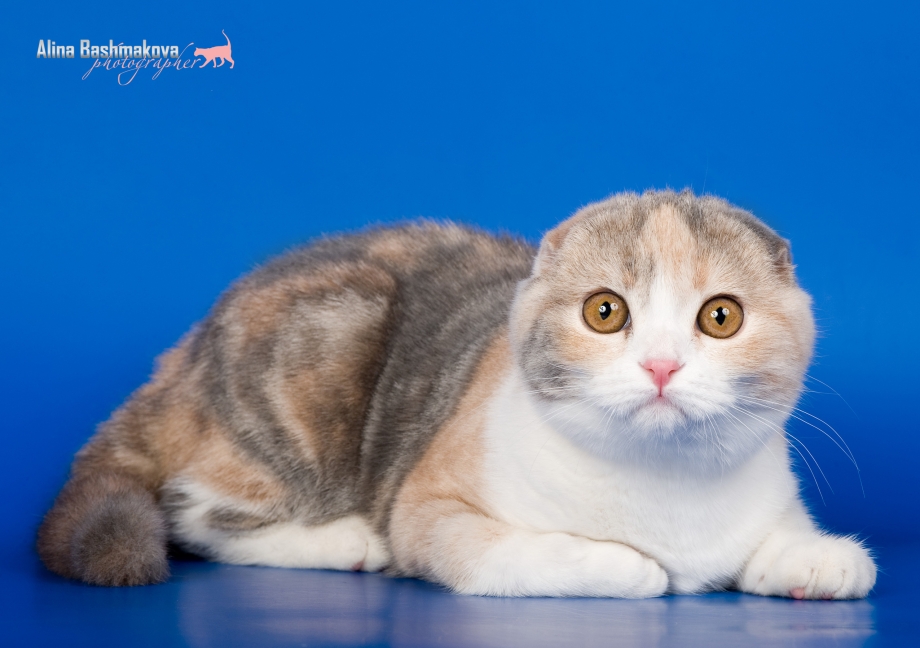 Шоу класс скоттиш фолд