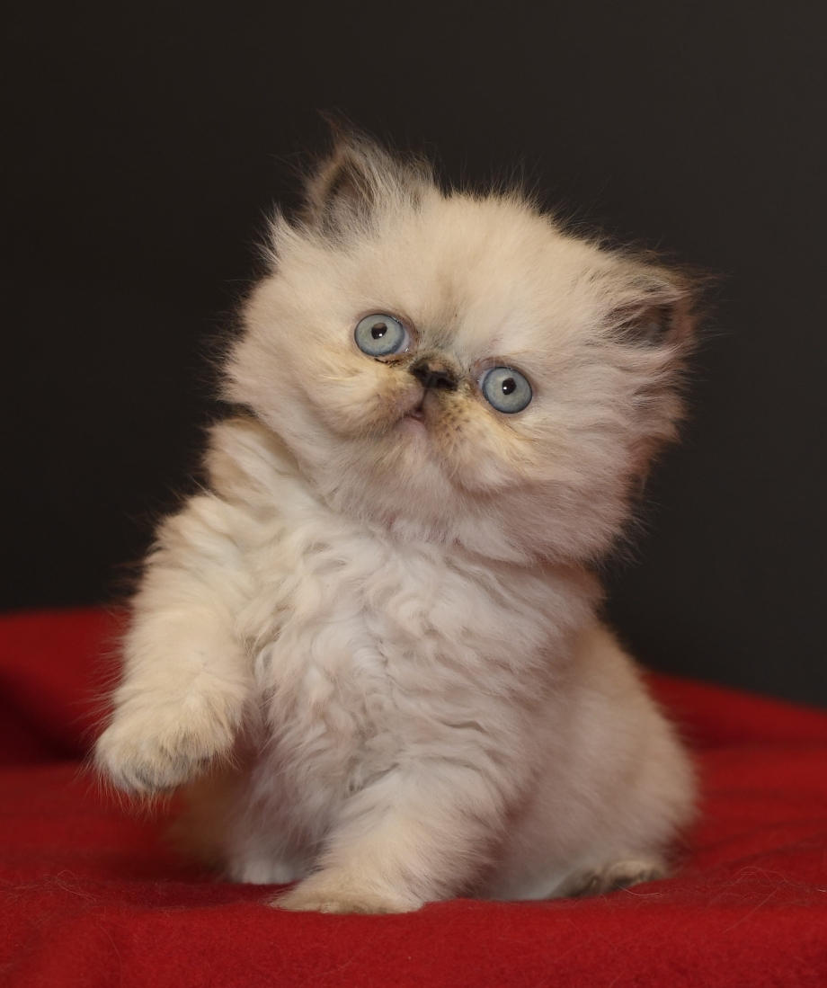 Гималайская Персидская кошка