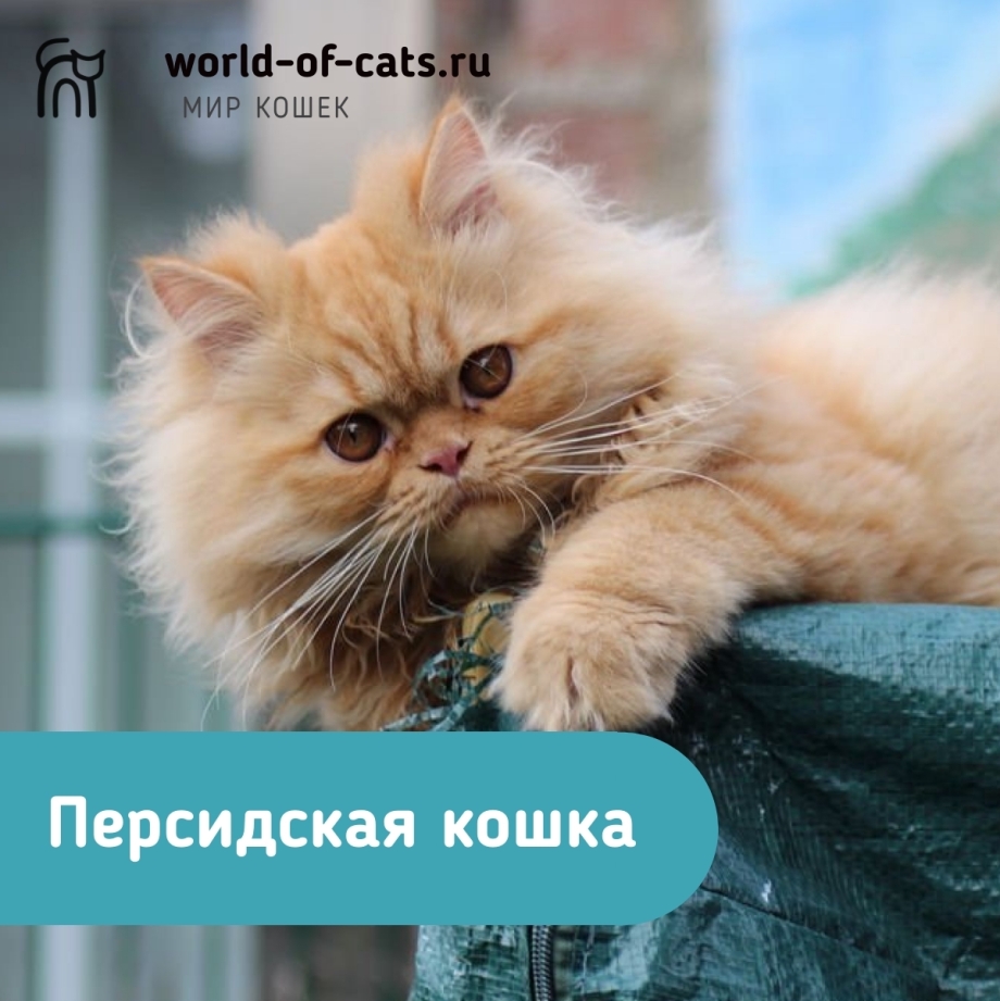 Котенок рыжий перс