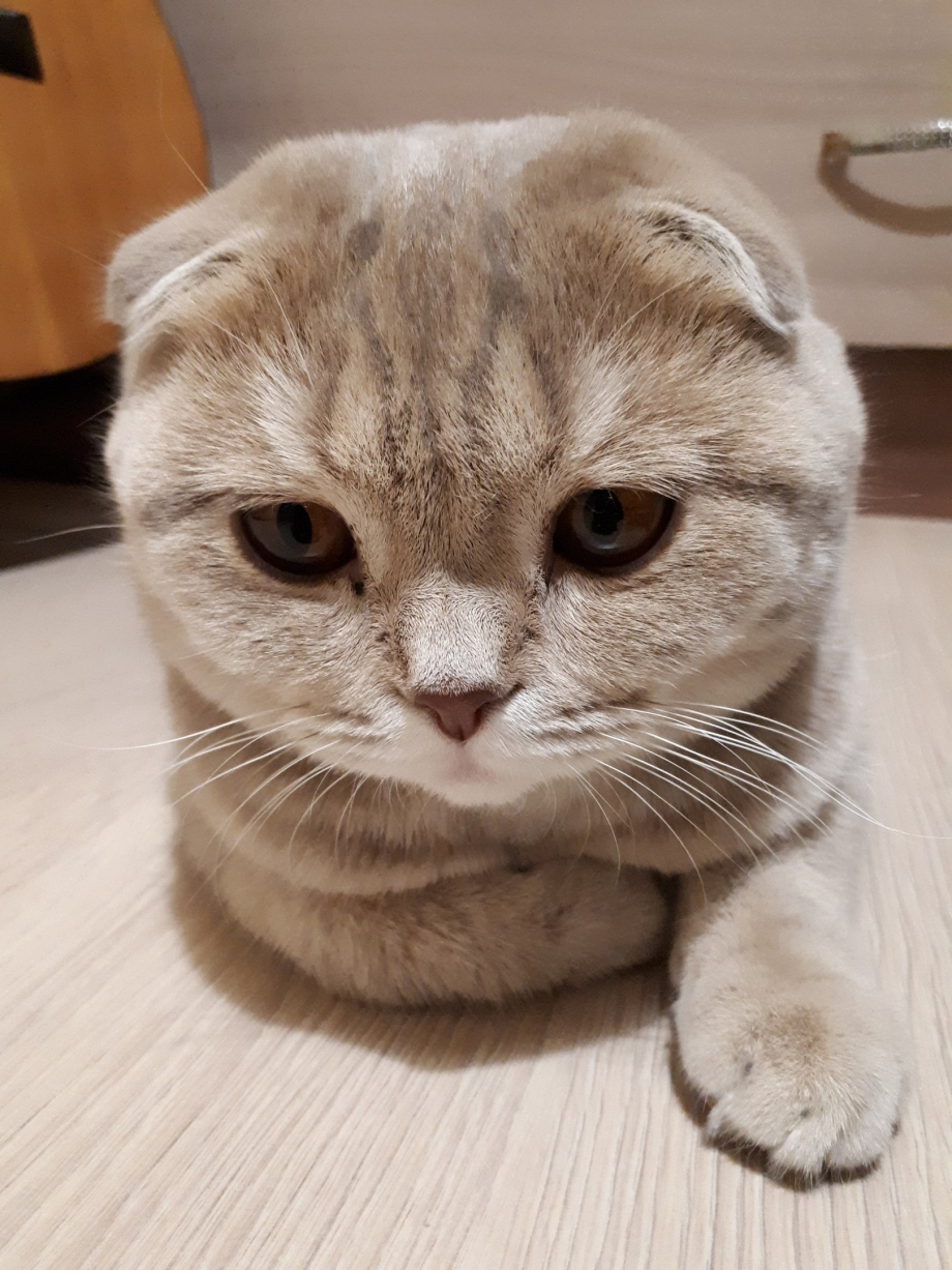 Шотландский кот с ушами