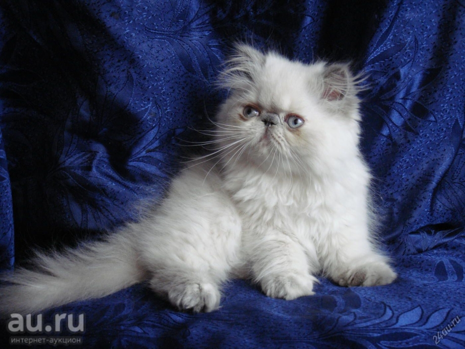 Персидские котята колор Пойнт