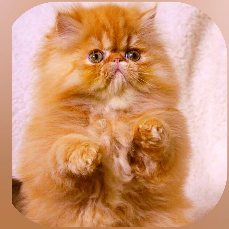 Гималайская кошка рыжая