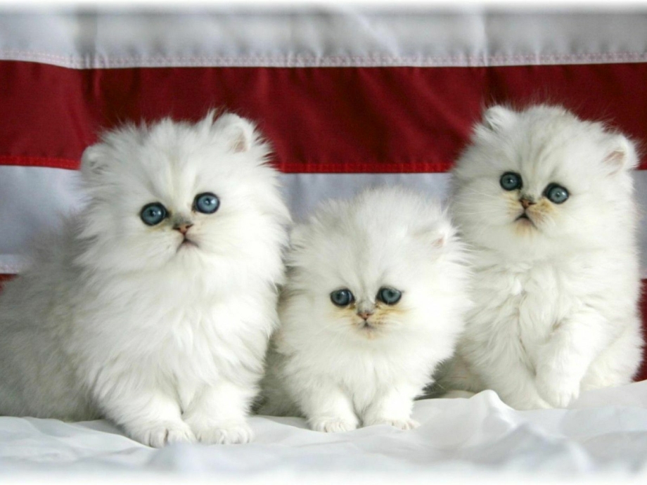 Персидские котята