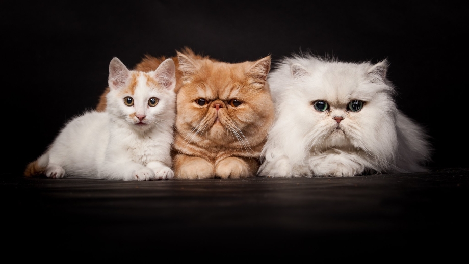 Персидская кошка котята