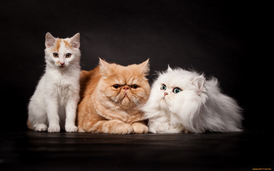 Персидские котята