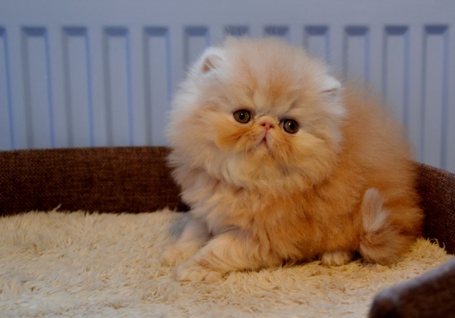 Карликовый персидский кот