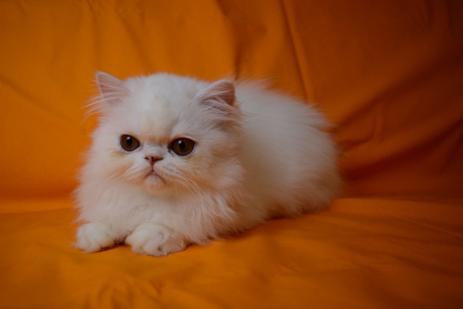 Персидские котята