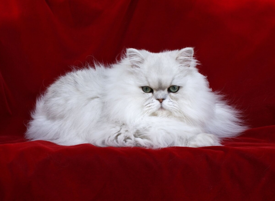 Персидская шиншилла