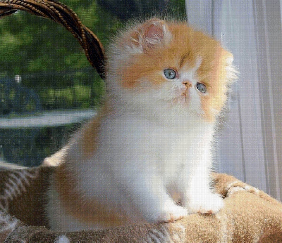 Персидские котята экзоты