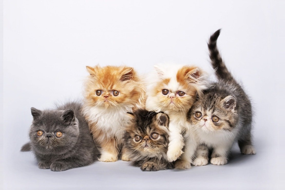 Персидская кошка котята