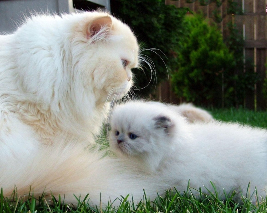 Персидская кошка котята
