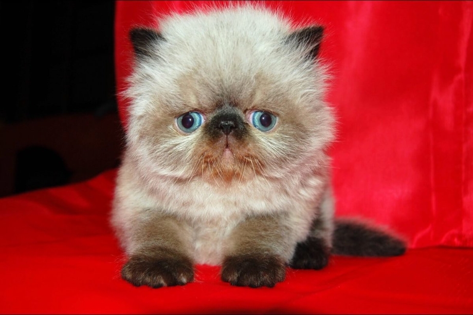 Гималайская кошка котенок