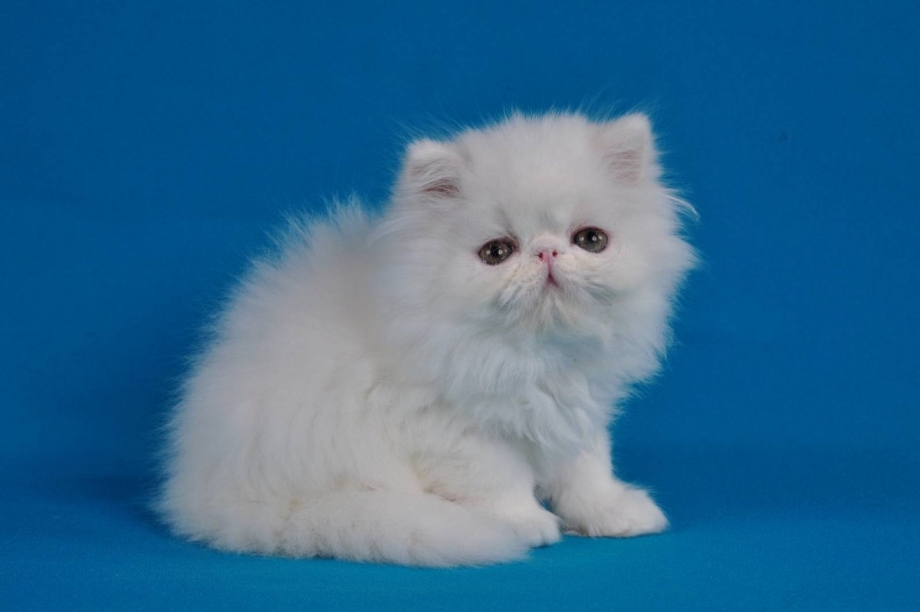 Персидский котик белый маленький
