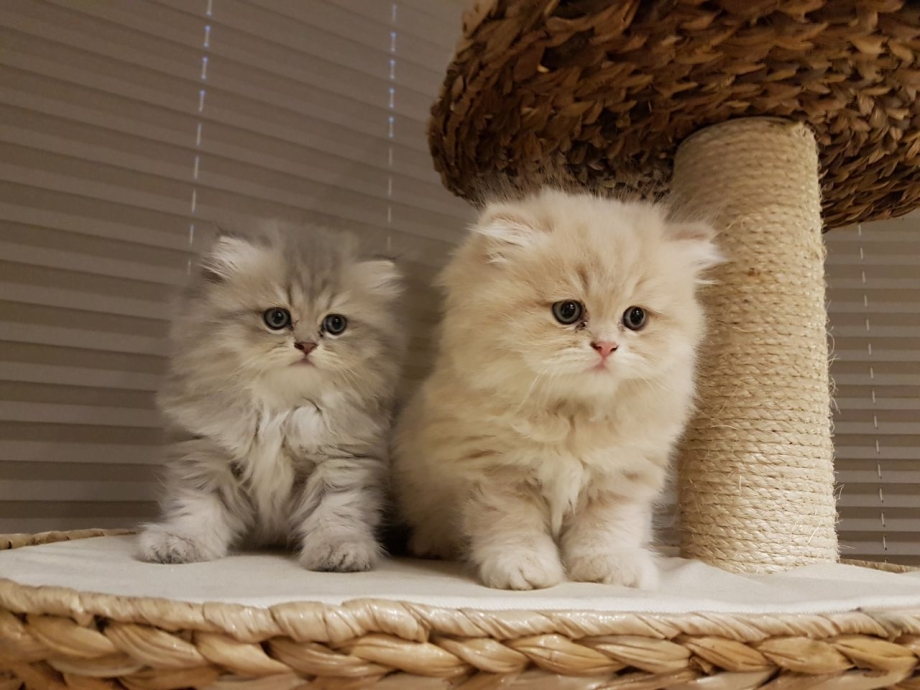 Котята персы шиншиллы