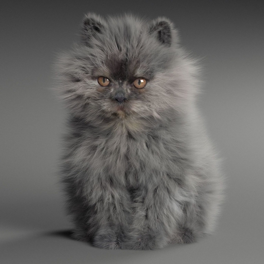 Персидский кот серый длинношерстный