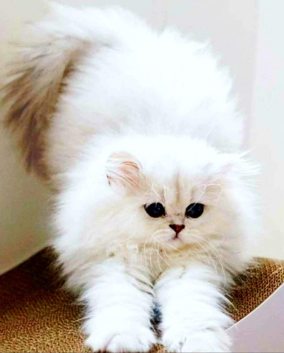 Персидские котята