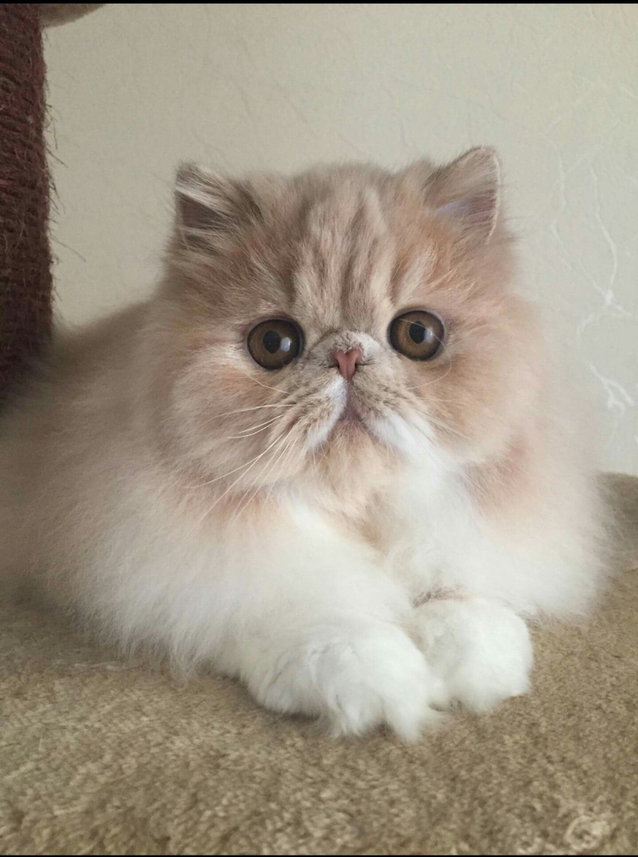 Персидский кот экзот бежевый