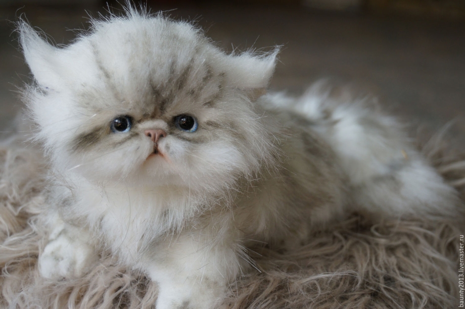 Персидская кошка котята