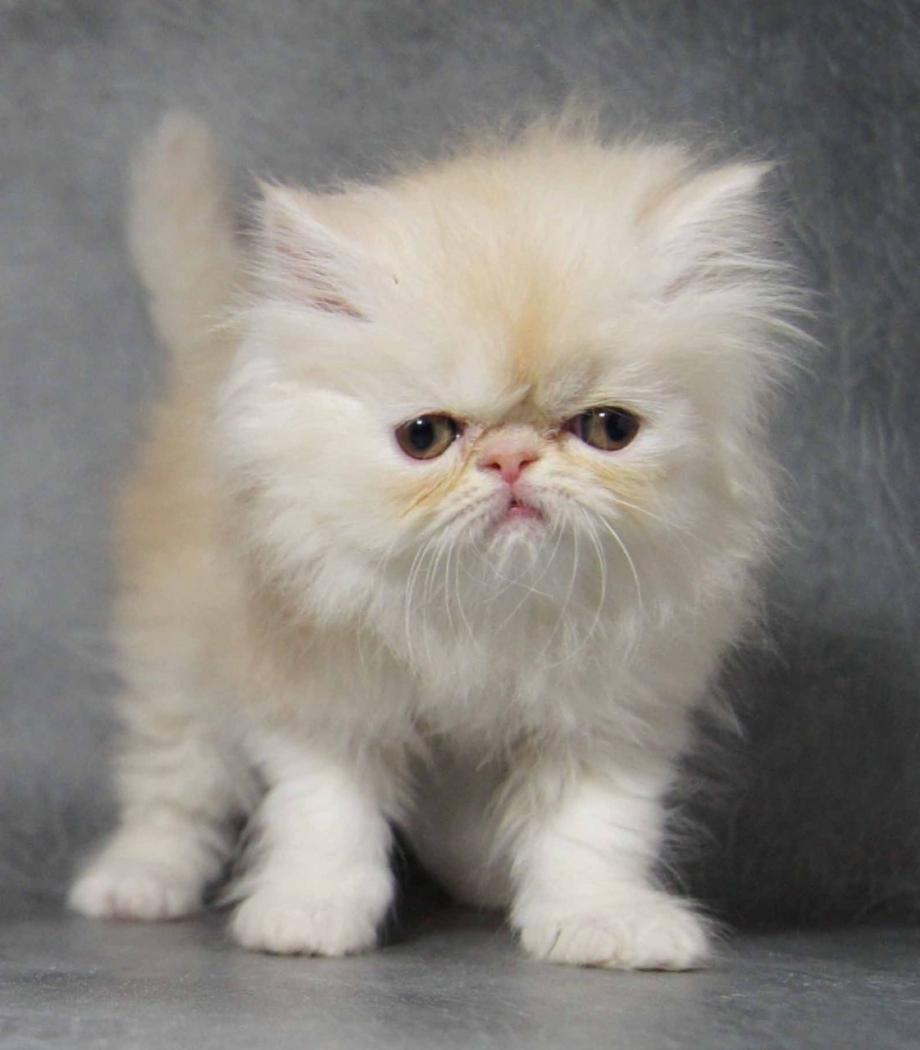 Персидские котята