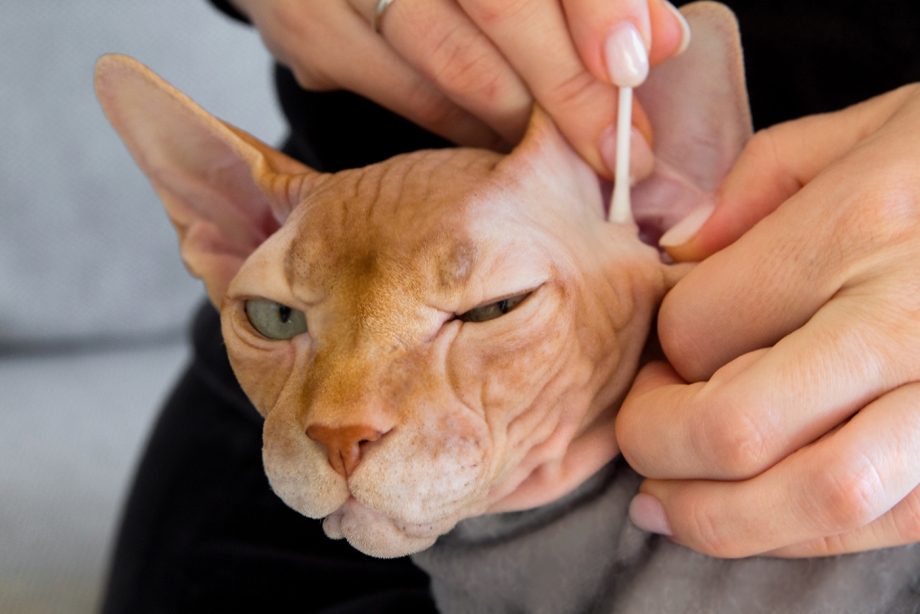 Воспаленные лимфоузлы у кошек