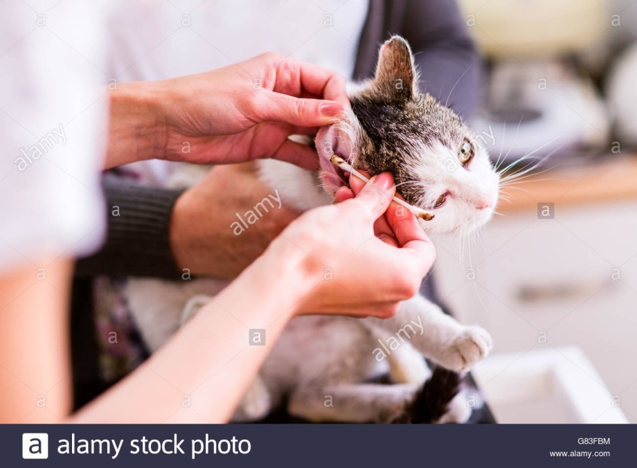 Кошачий стригущий лишай