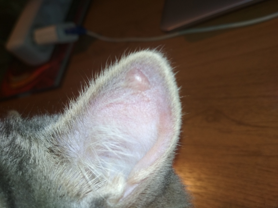 Черная шишка на коже у кота