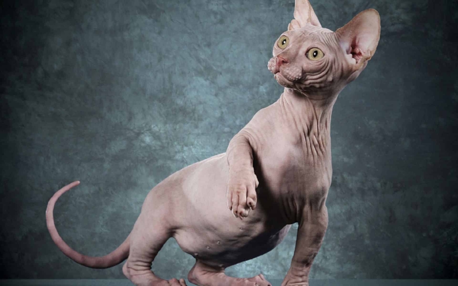 Сфинкс кот