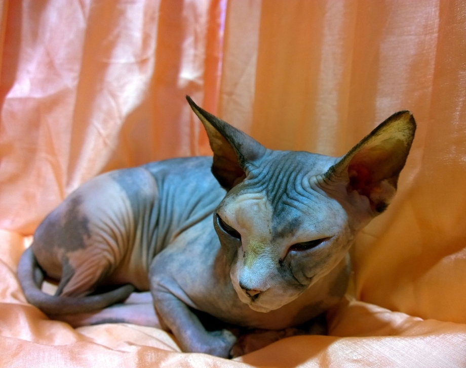 Кот сфинкс корнишон