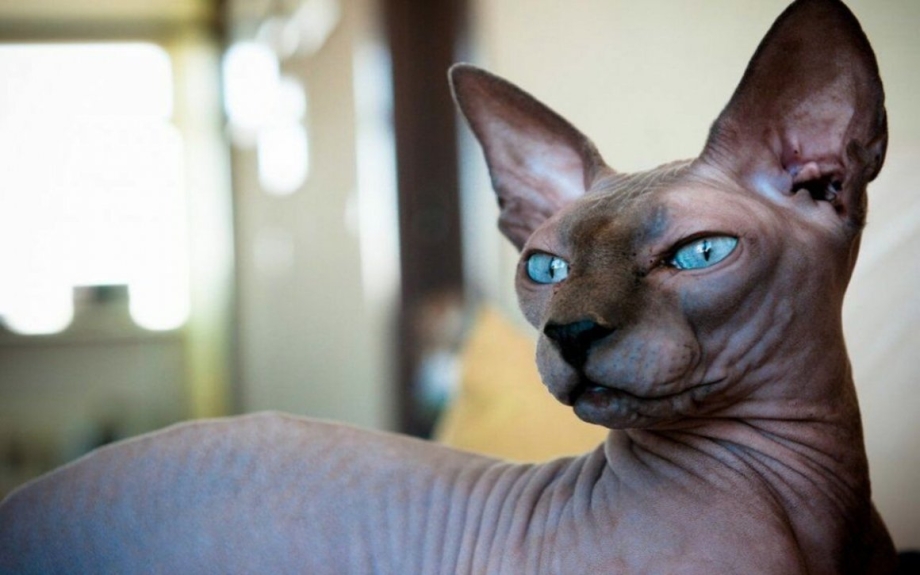 Сфинкс кошка