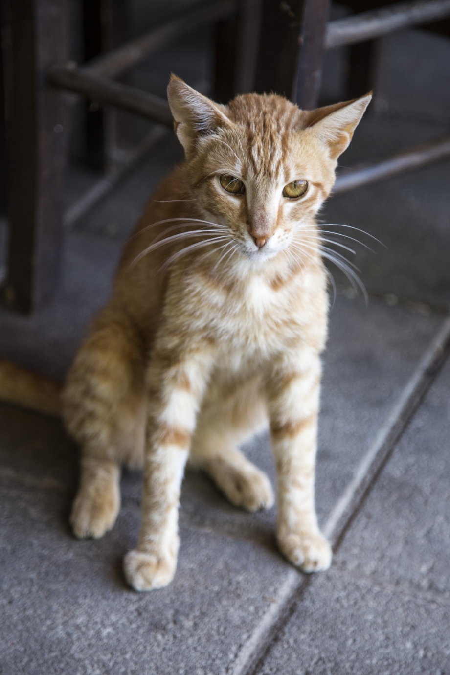 Поджарая кошка